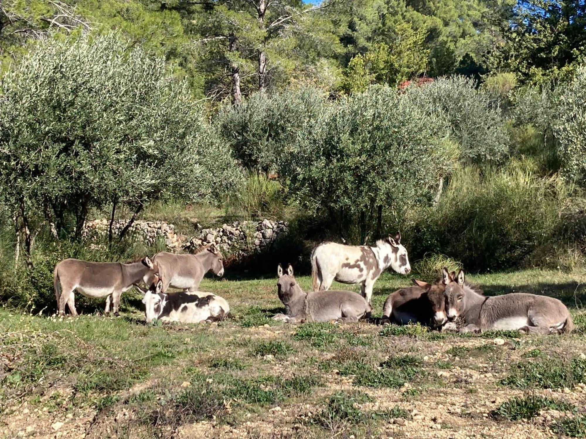 Villa Les Genets Fayence Exterior foto