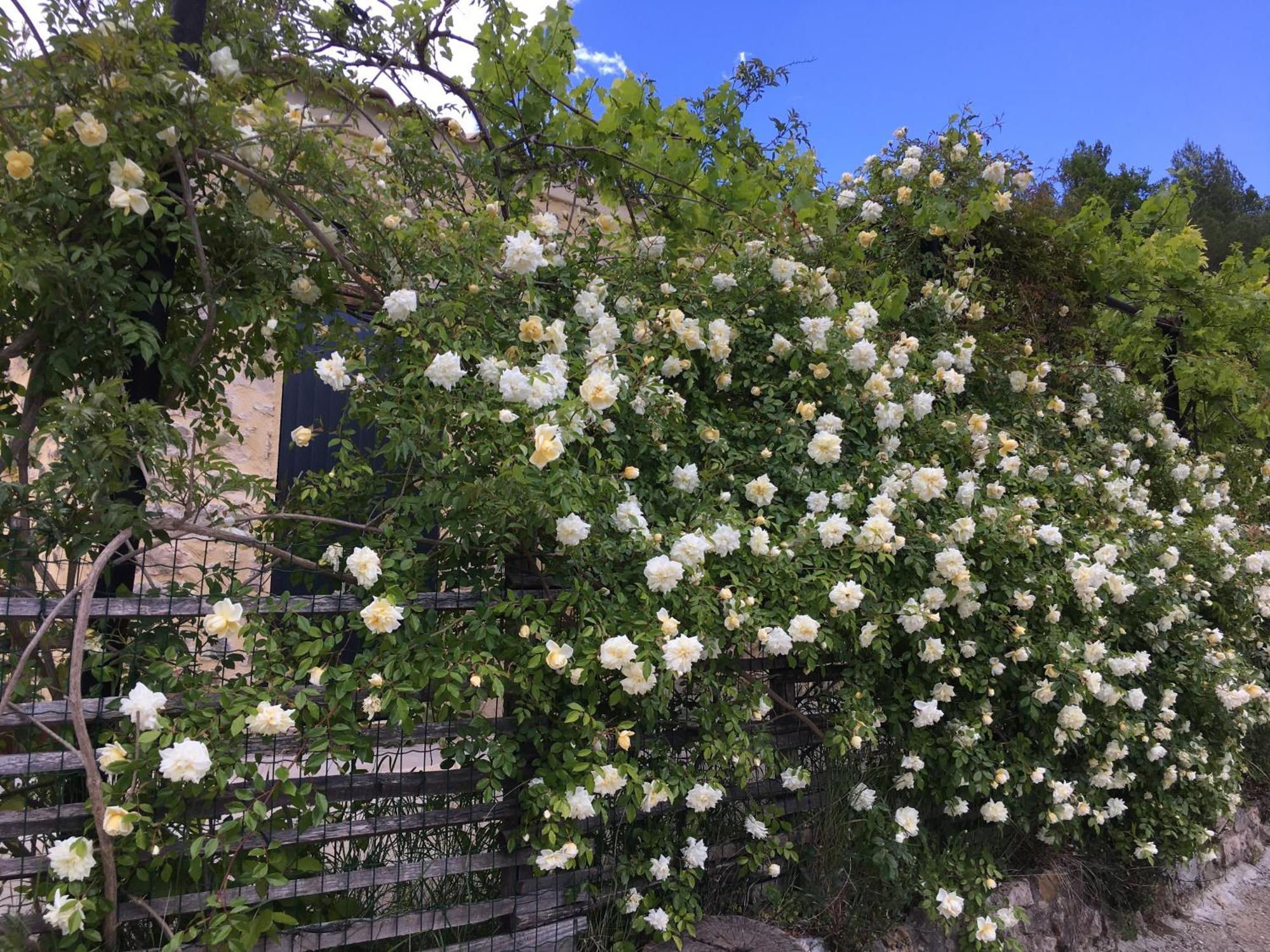 Villa Les Genets Fayence Exterior foto