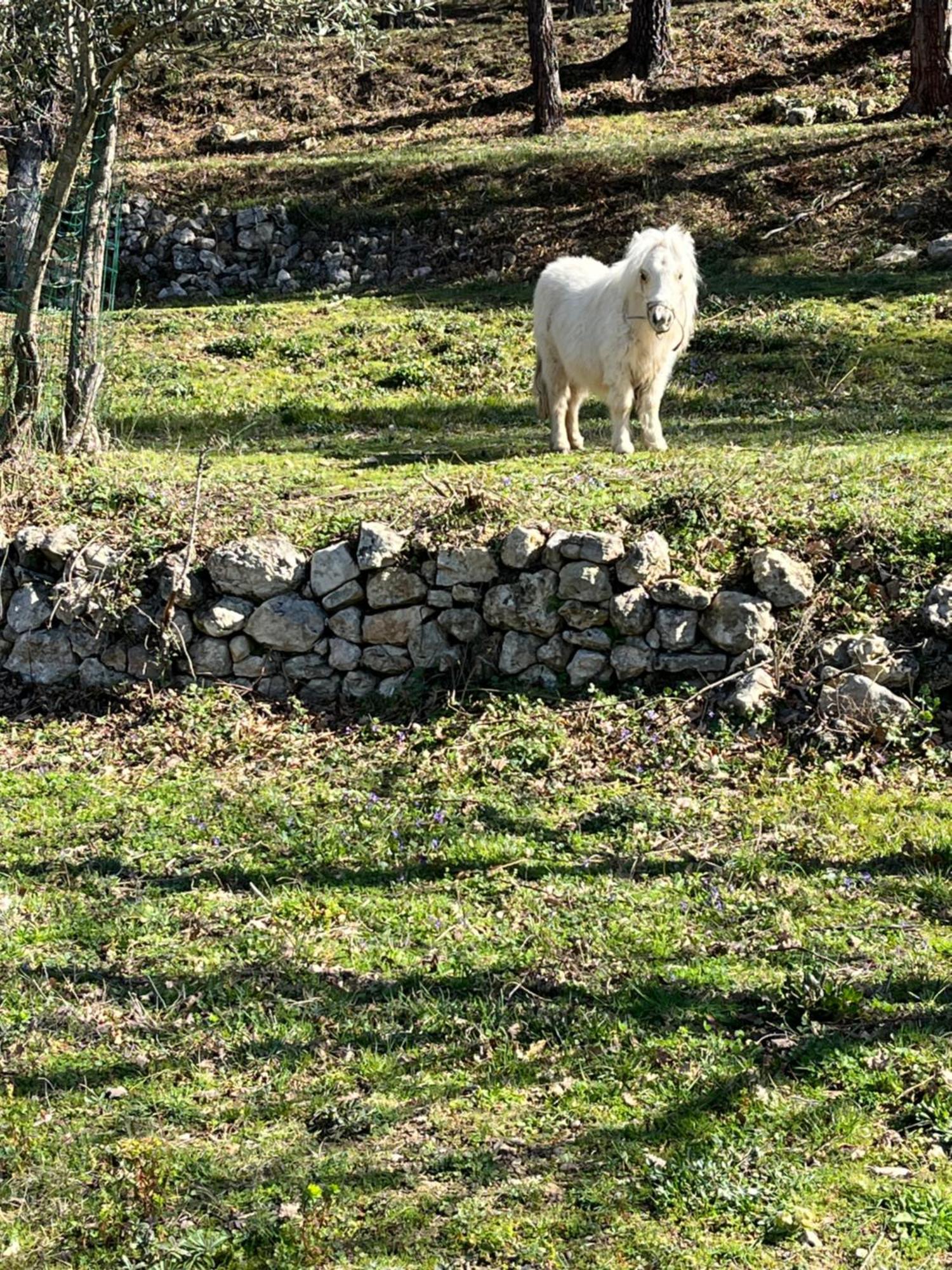Villa Les Genets Fayence Exterior foto